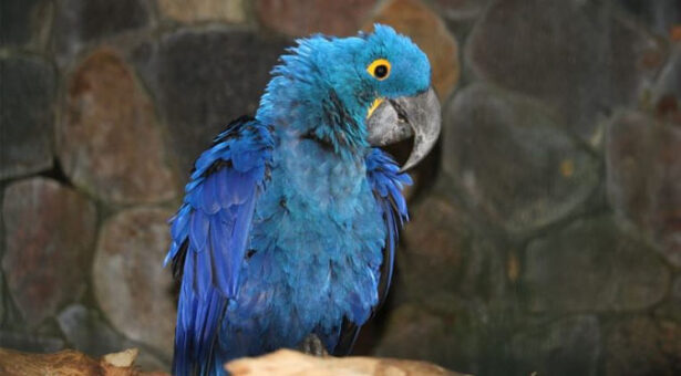 Nació guacamayo azul especie declarada extinta hace años – Diario